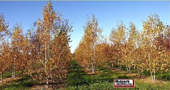 Whitespire Birch Betula popufolia midpark wisconsin nurseries